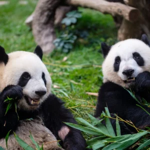 Protect Animals Fund Image